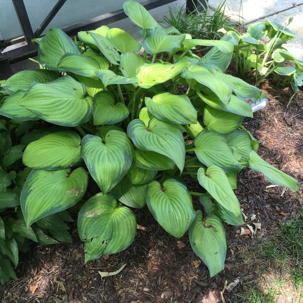 Photo of Hosta 'Guacamole' uploaded by csandt