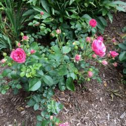 Location: My garden, Pequea, Pennsylvania USA
Date: 2018-06-20