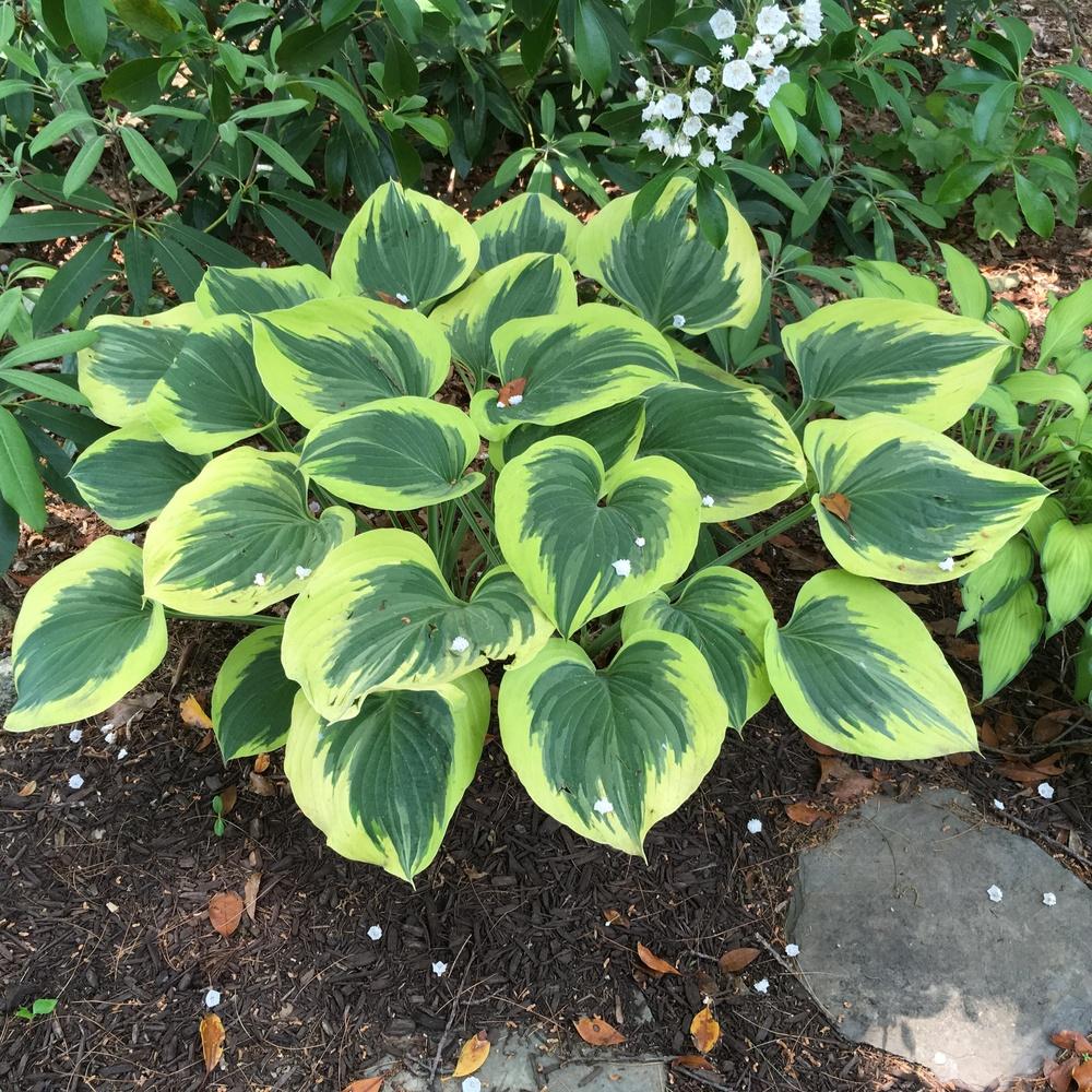 Photo of Hosta 'Liberty' uploaded by csandt