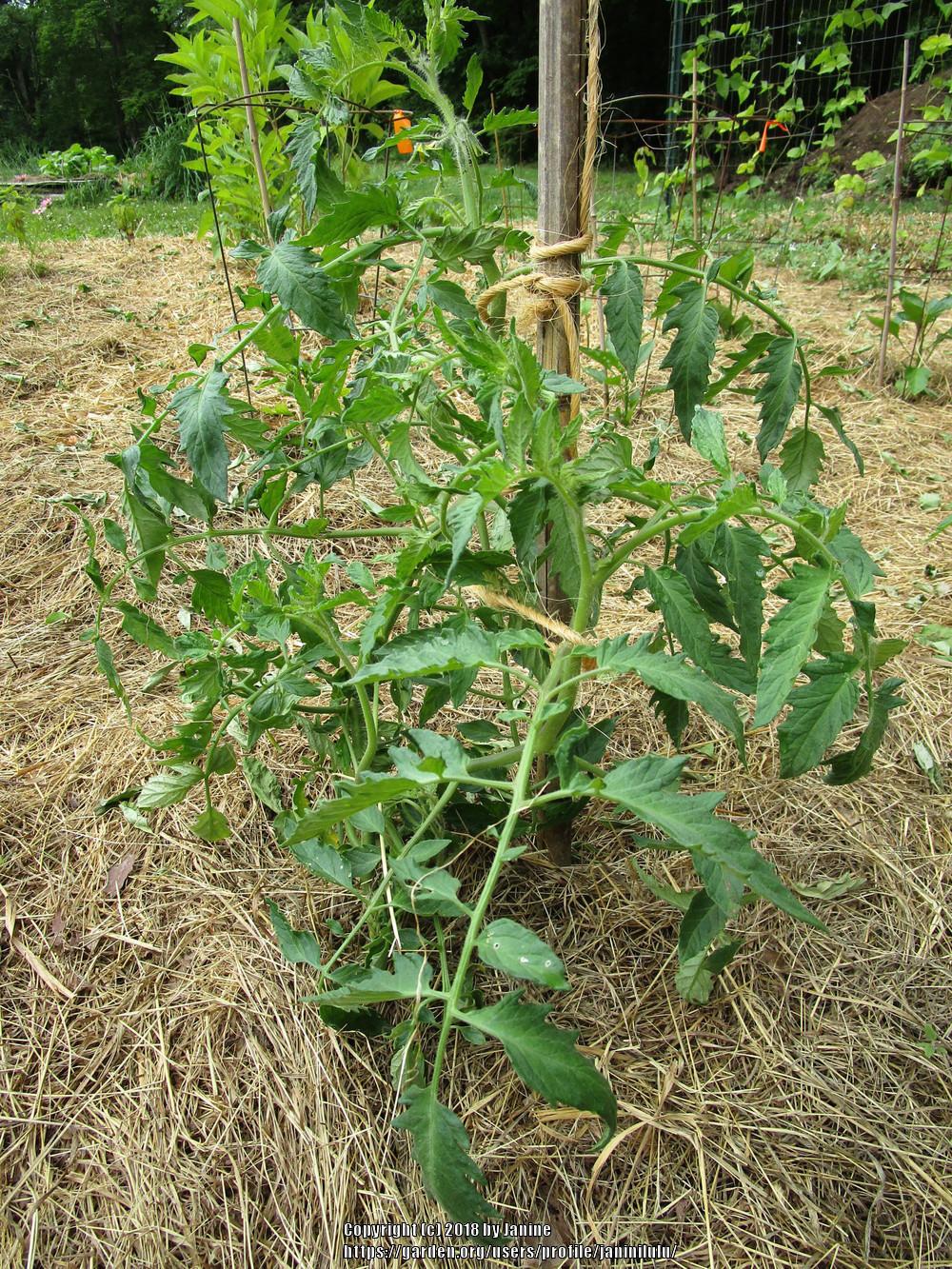 Photo of Tomato (Solanum lycopersicum 'Mama Leone') uploaded by janinilulu