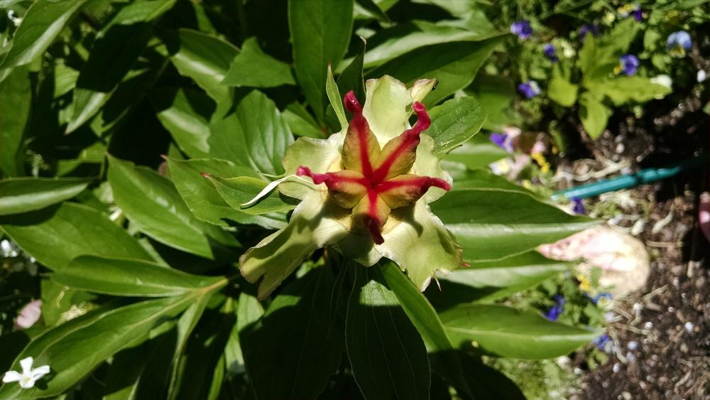 Photo of Peony (Paeonia lactiflora 'Bowl of Beauty') uploaded by joannakat