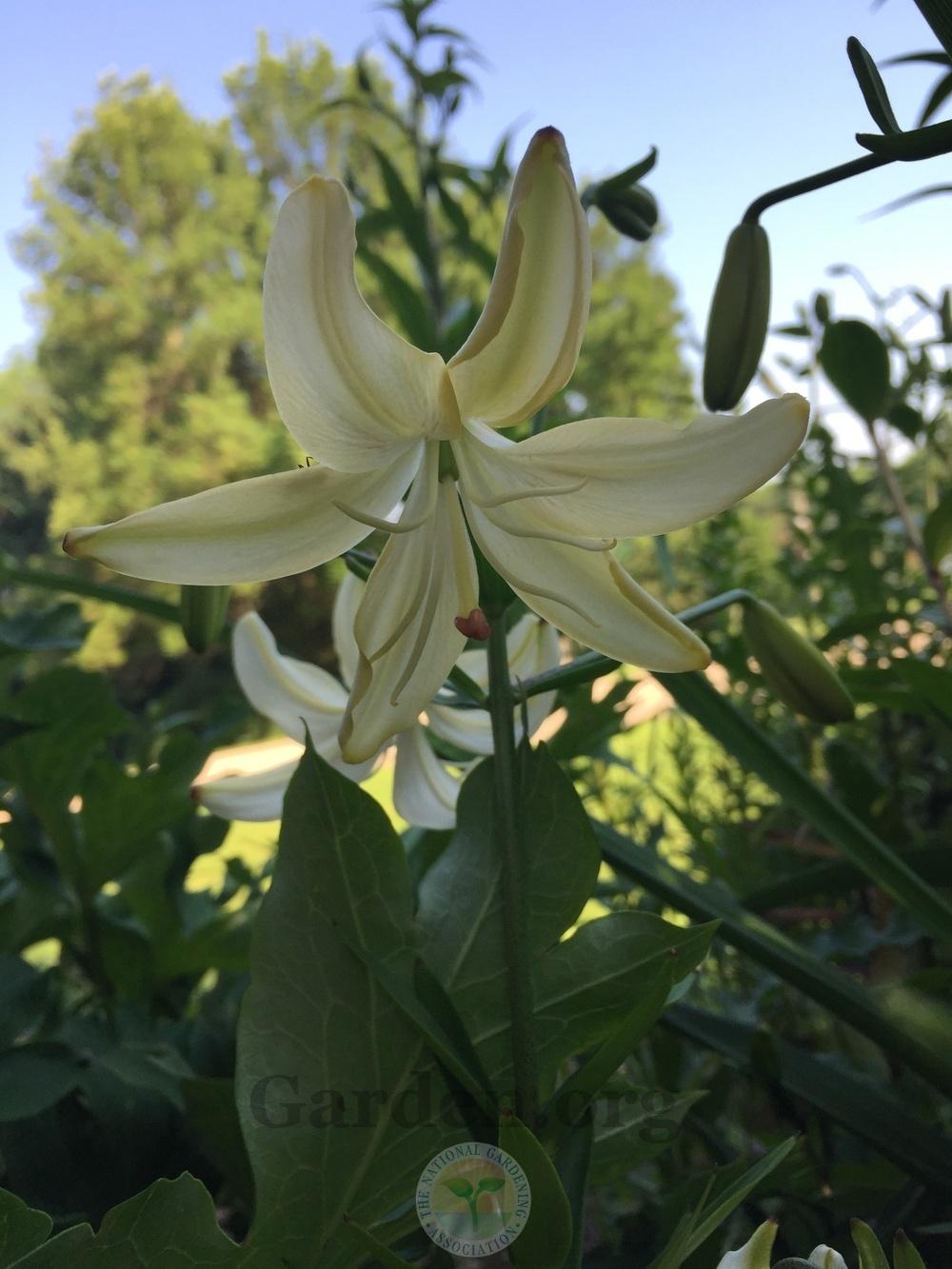 Photo of Lily (Lilium 'Tibetan Snow') uploaded by magnolialover