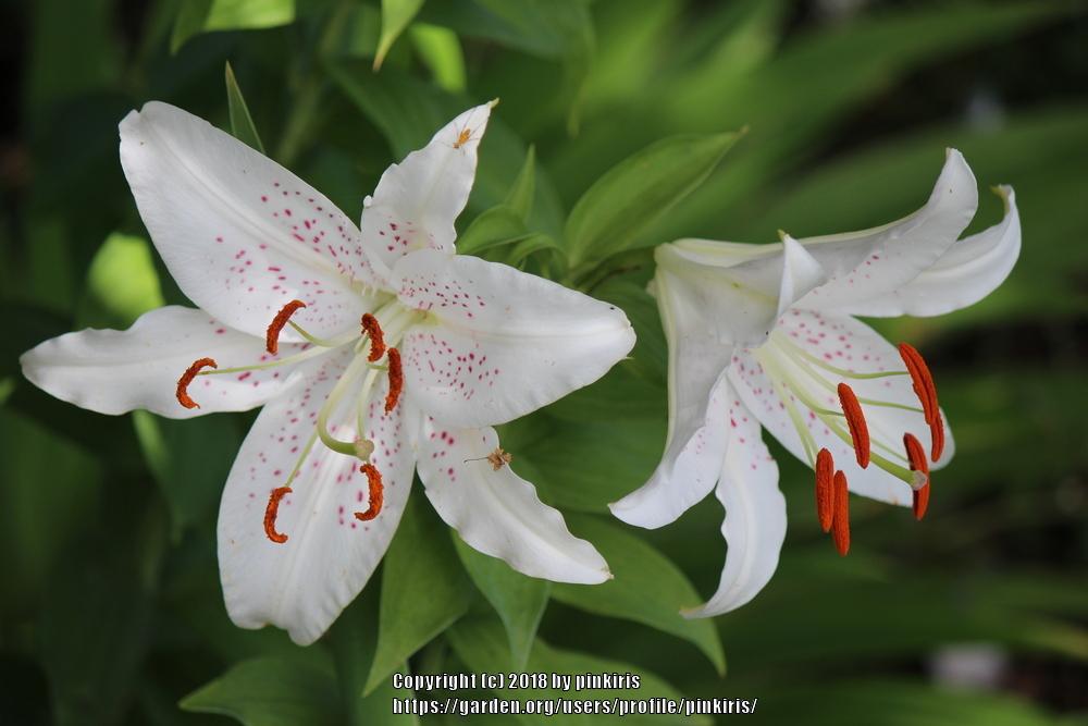 Photo of Oriental Lily (Lilium 'Muscadet') uploaded by pinkiris