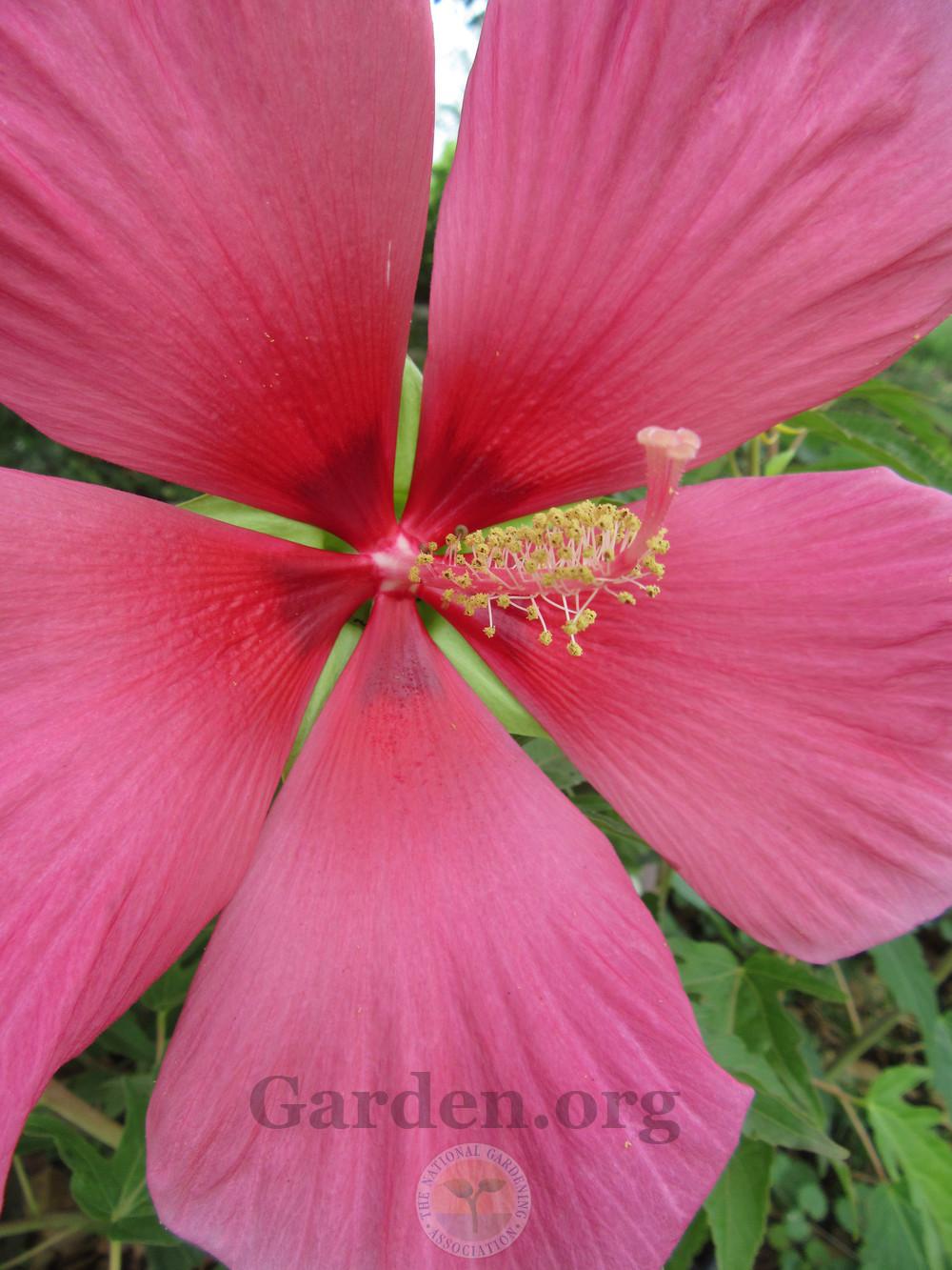 Photo of Hybrid Hardy Hibiscus (Hibiscus Summer Spice™ Amaretto) uploaded by Frillylily