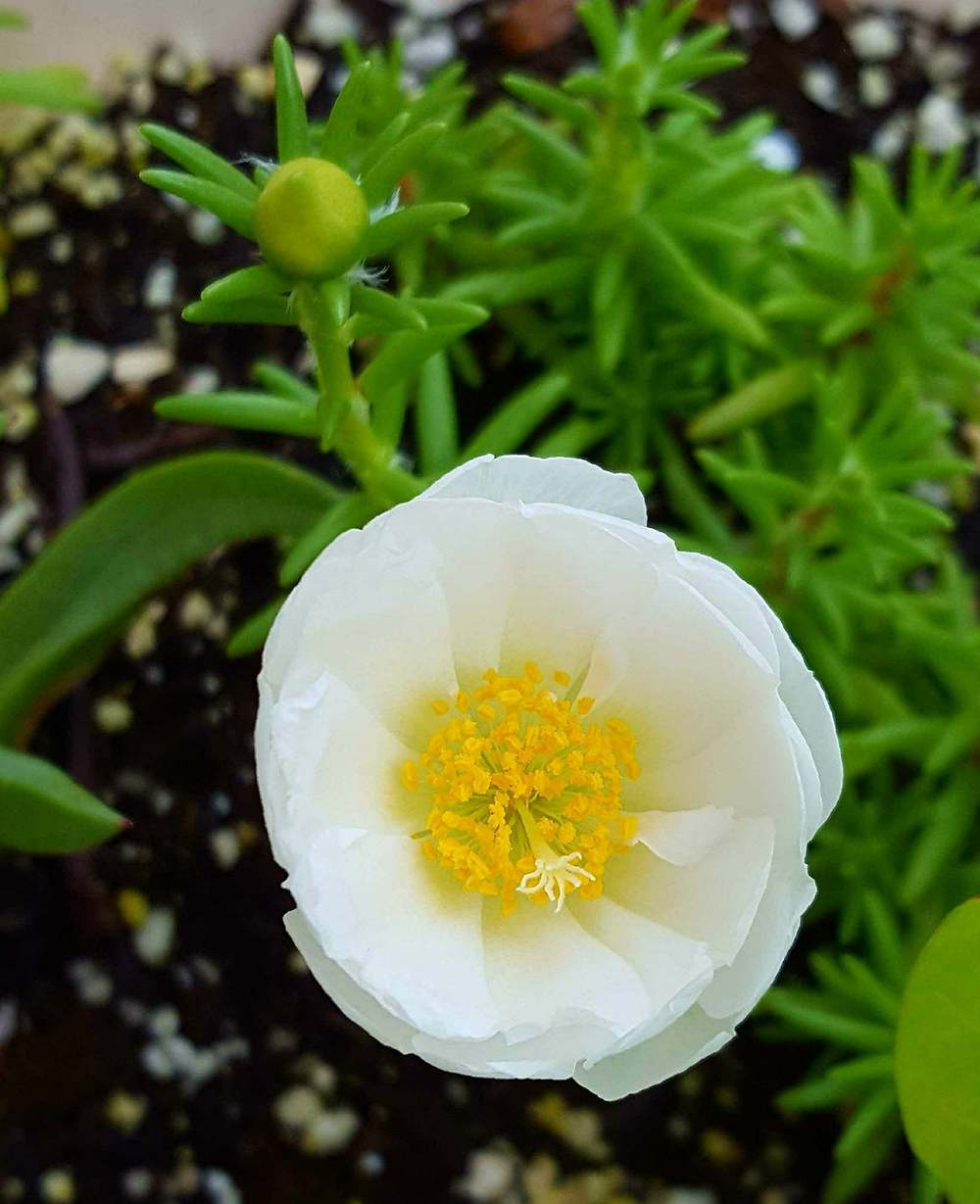 Photo of Moss Rose (Portulaca grandiflora) uploaded by Jai_Ganesha