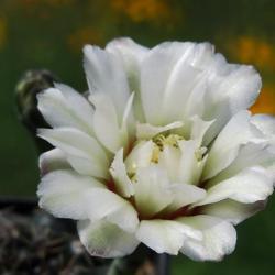 Location: From my collection. Poland.
Date: 2018-06-18
Gymnocalycium quehlianum subs. leptanthum