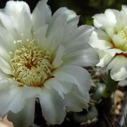 Location: From my collection. Poland.
Date: 2018-06-20
Gymnocalycium quehlianum subs. leptanthum