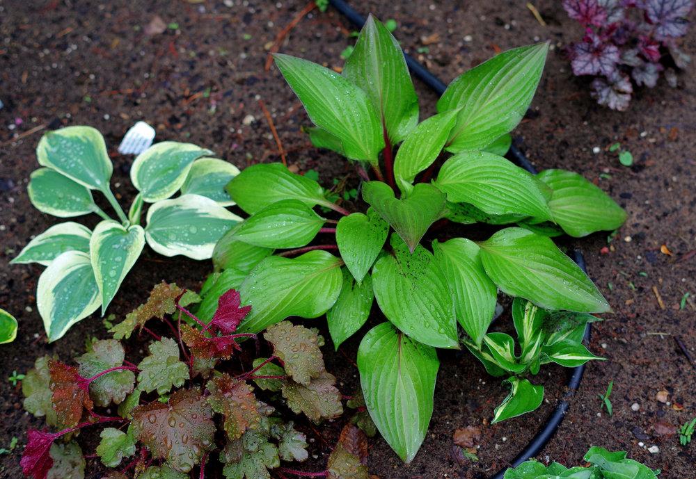 Photo of Hosta 'First Blush' uploaded by Rose1656