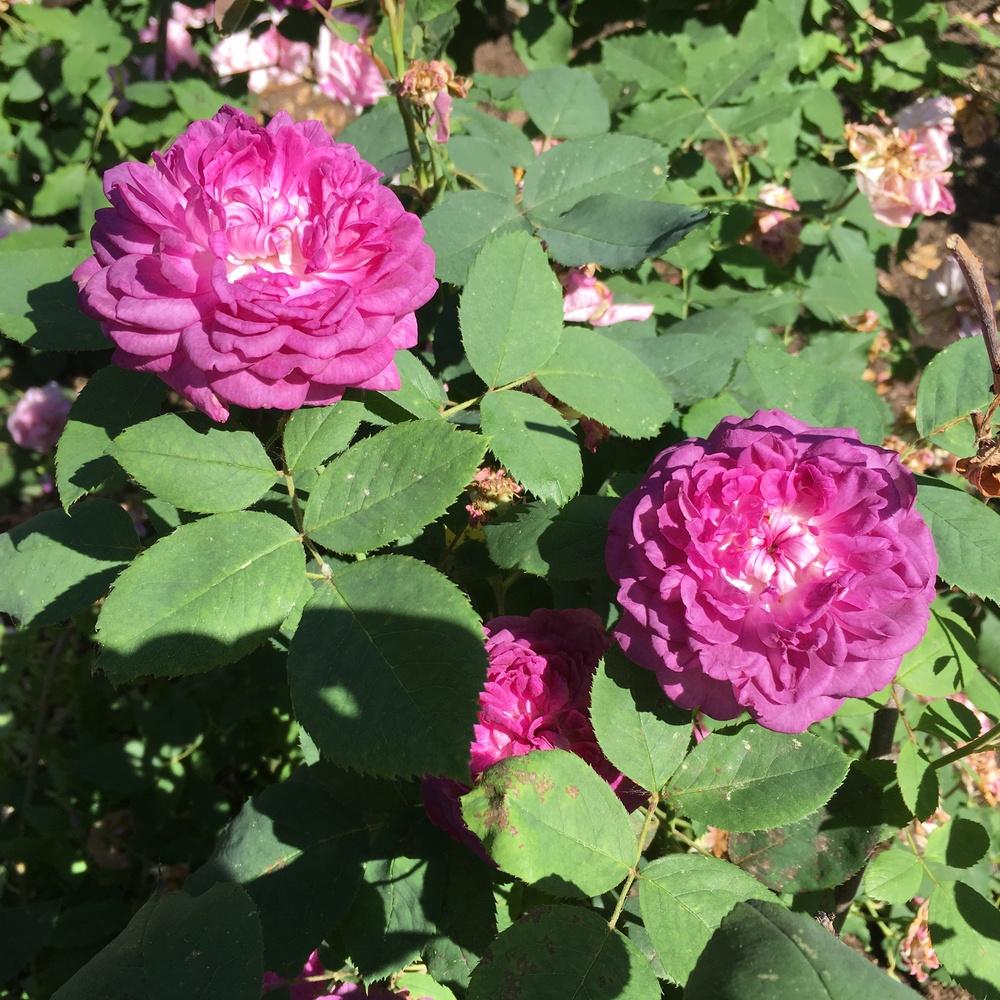 Photo of Rose (Rosa 'Reine des Violettes') uploaded by csandt