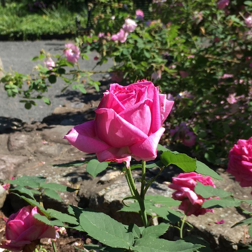 Photo of Rose (Rosa 'Madame Isaac Pereire') uploaded by csandt