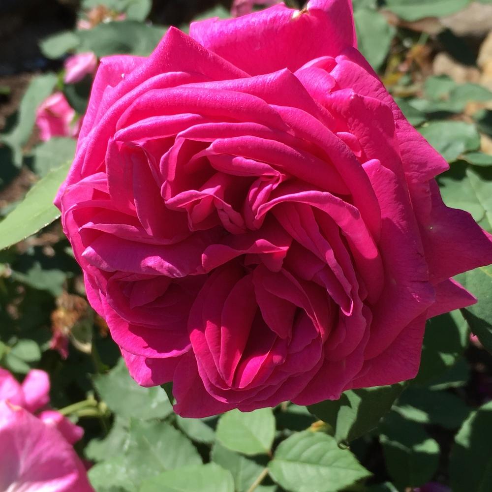 Photo of Rose (Rosa 'Madame Isaac Pereire') uploaded by csandt