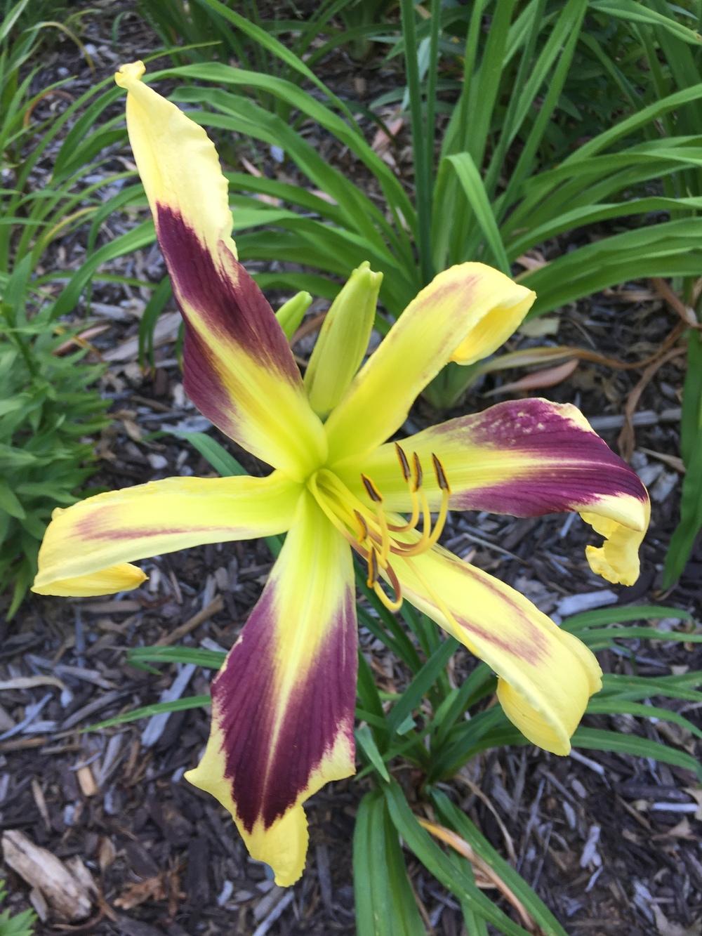 Photo of Daylily (Hemerocallis 'Aerial Display') uploaded by jdseely1