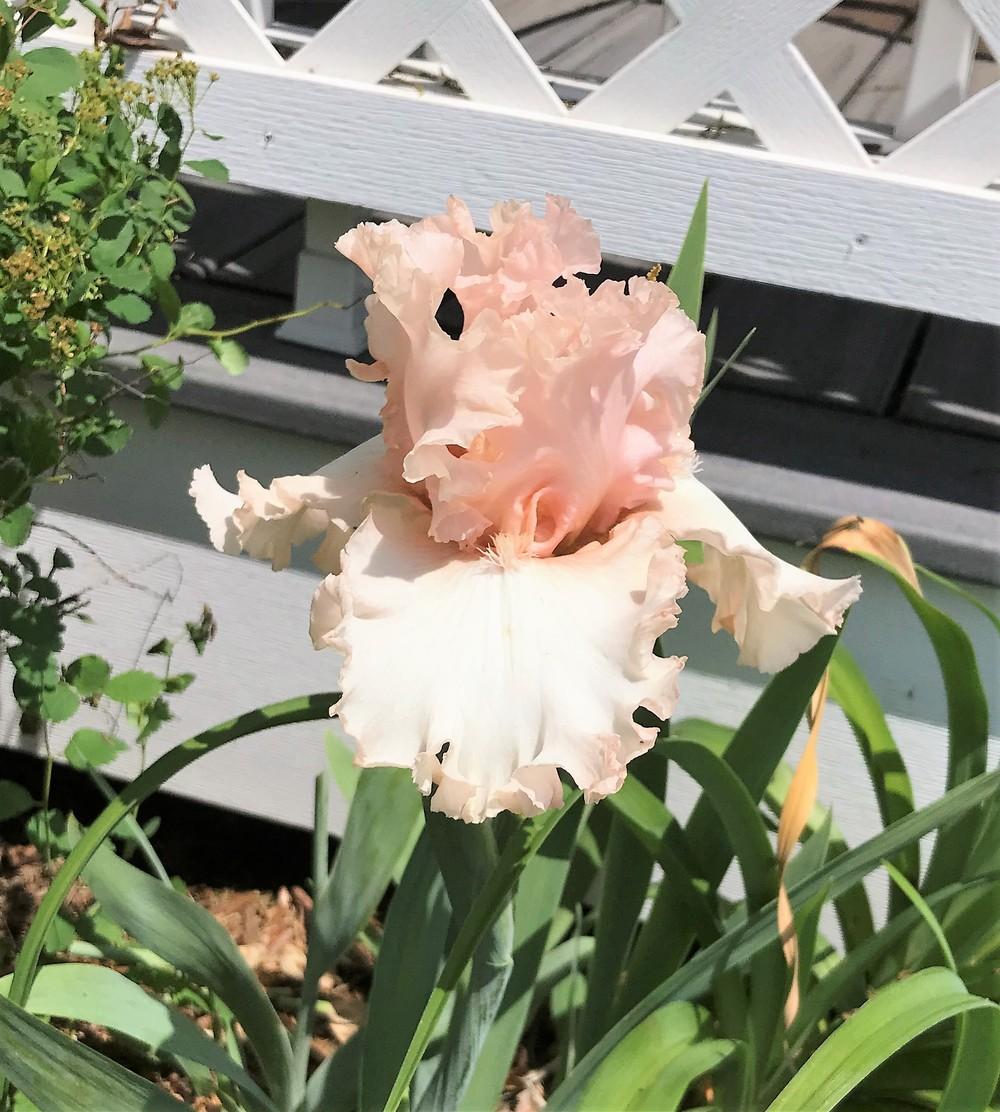 Photo of Tall Bearded Iris (Iris 'Unconditional Love') uploaded by joelsted