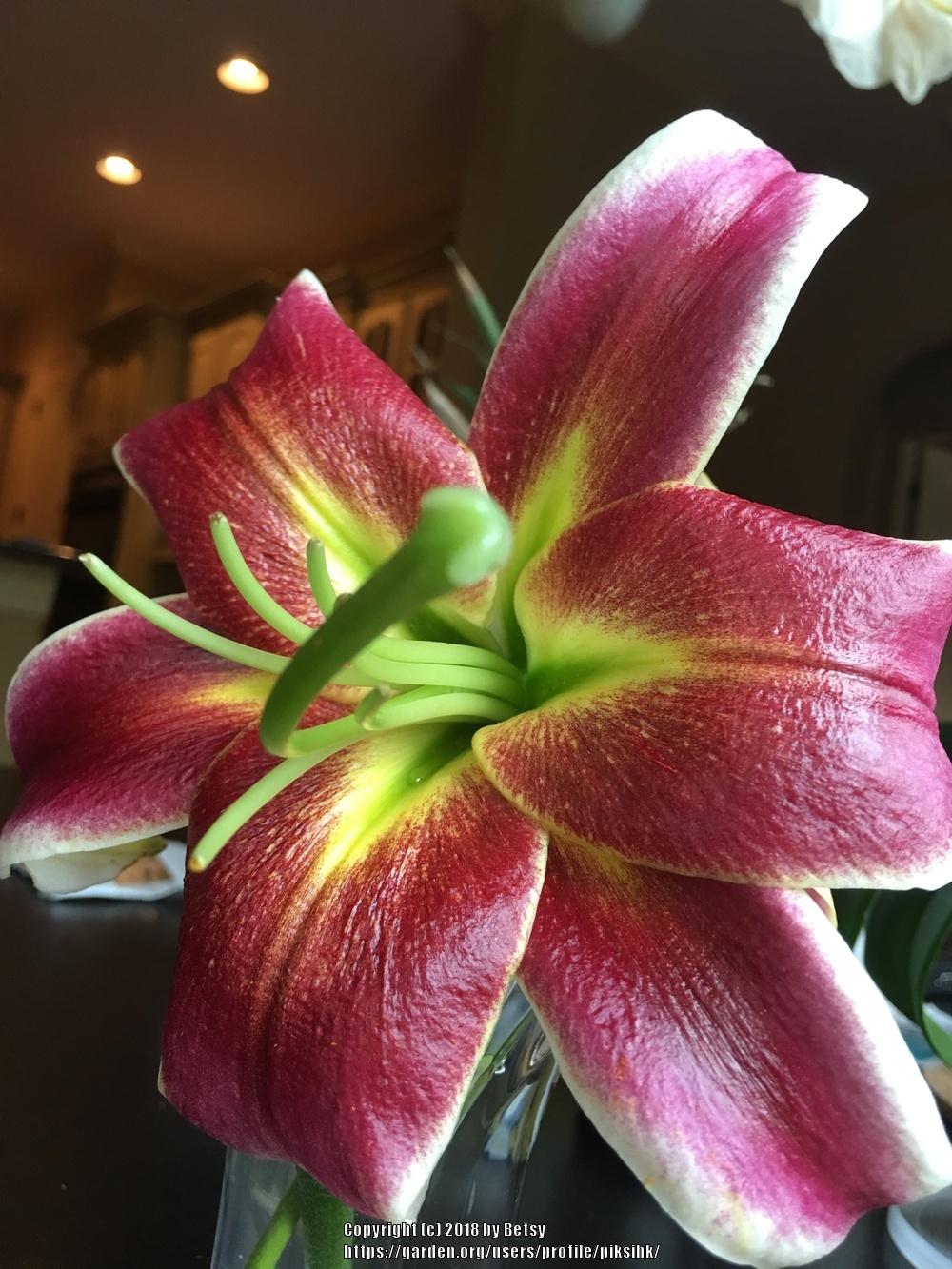 Photo of Lily (Lilium 'Judith Saffigna') uploaded by piksihk