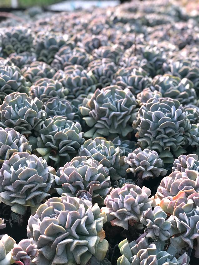 Photo of Echeveria 'Cubic Frost' uploaded by Calif_Sue
