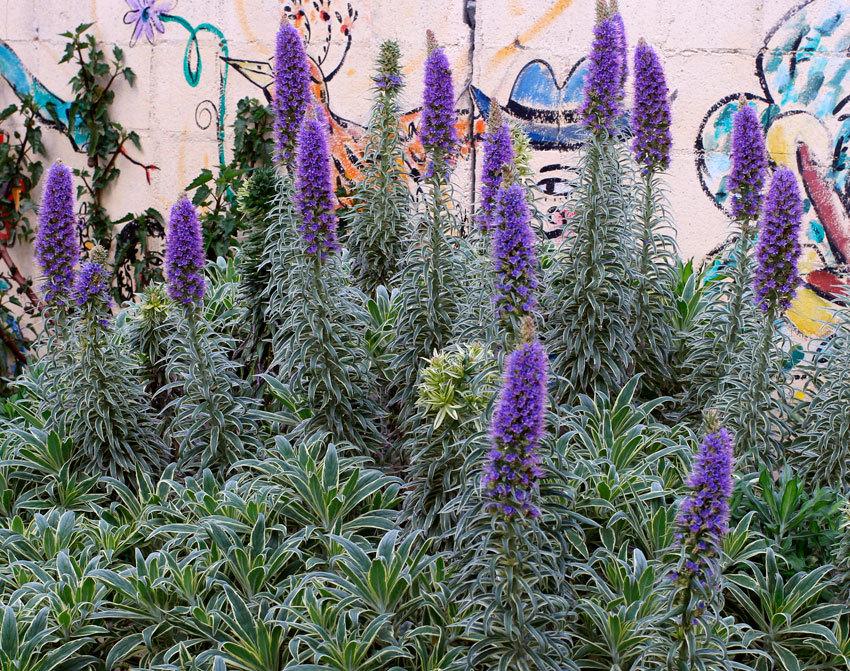Photo of Variegated Pride of Madeira (Echium decaisnei 'Star of Madeira') uploaded by Calif_Sue