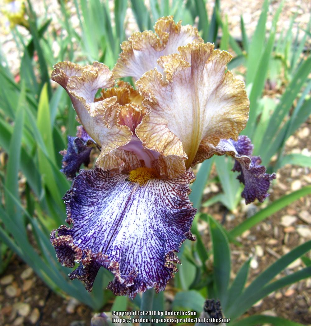 Photo of Tall Bearded Iris (Iris 'Dipped in Dots') uploaded by UndertheSun
