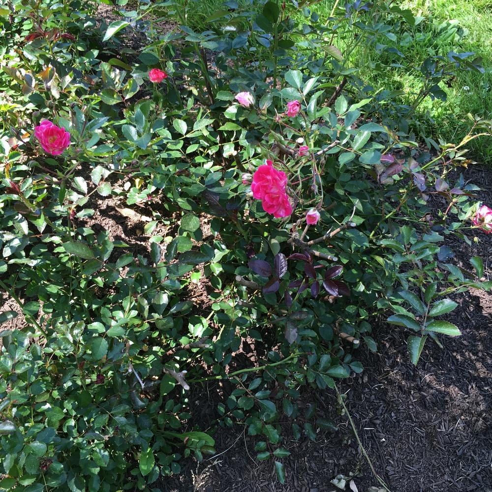 Photo of Rose (Rosa 'Fuchsia Meidiland') uploaded by csandt