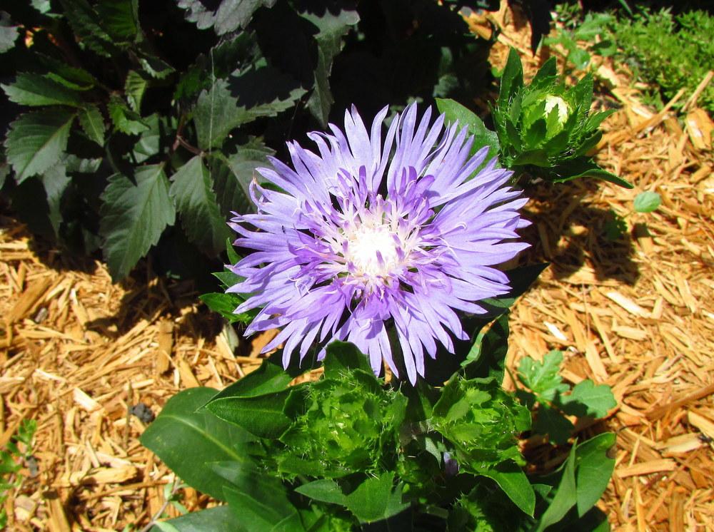 Photo of Stokes' Aster (Stokesia laevis 'Mels Blue') uploaded by jmorth