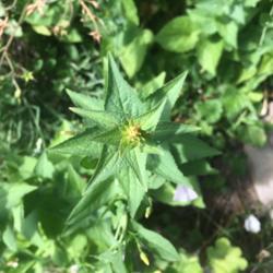 
Date: 2018-06-19
young plant - top view - leaves pattern 120deg