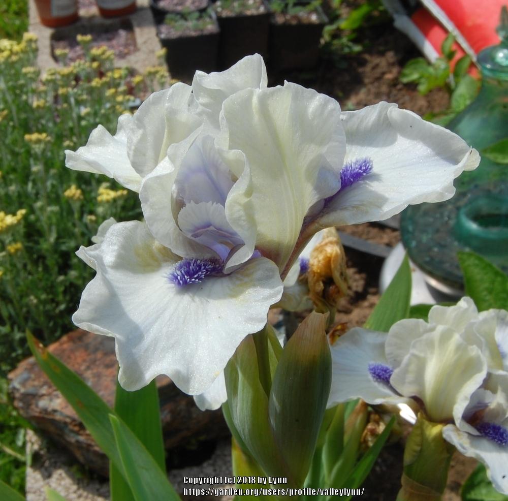 Photo of Standard Dwarf Bearded Iris (Iris 'Blue Oasis') uploaded by valleylynn