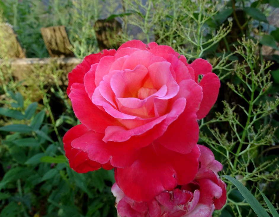Photo of Rose (Rosa 'Spirit of Glasnost') uploaded by Beth_NorCal