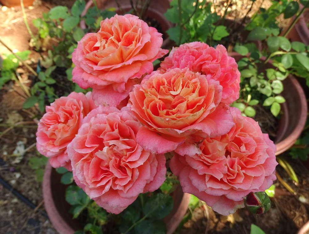 Photo of Rose (Rosa 'Tangerine Streams') uploaded by Beth_NorCal