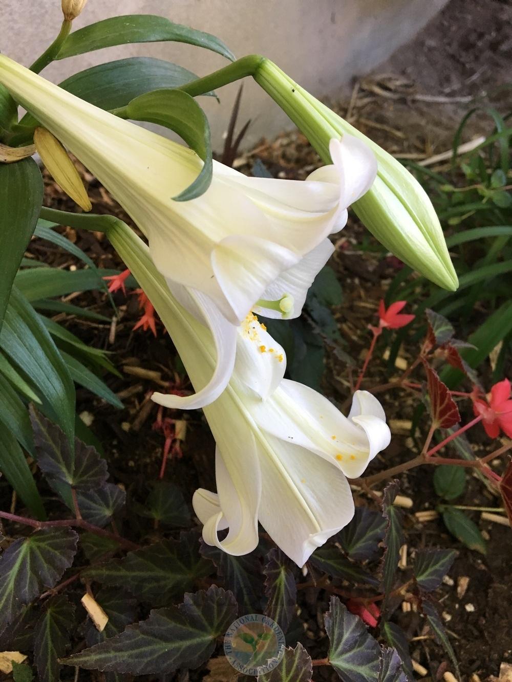 Photo of Lily (Lilium longiflorum) uploaded by BlueOddish