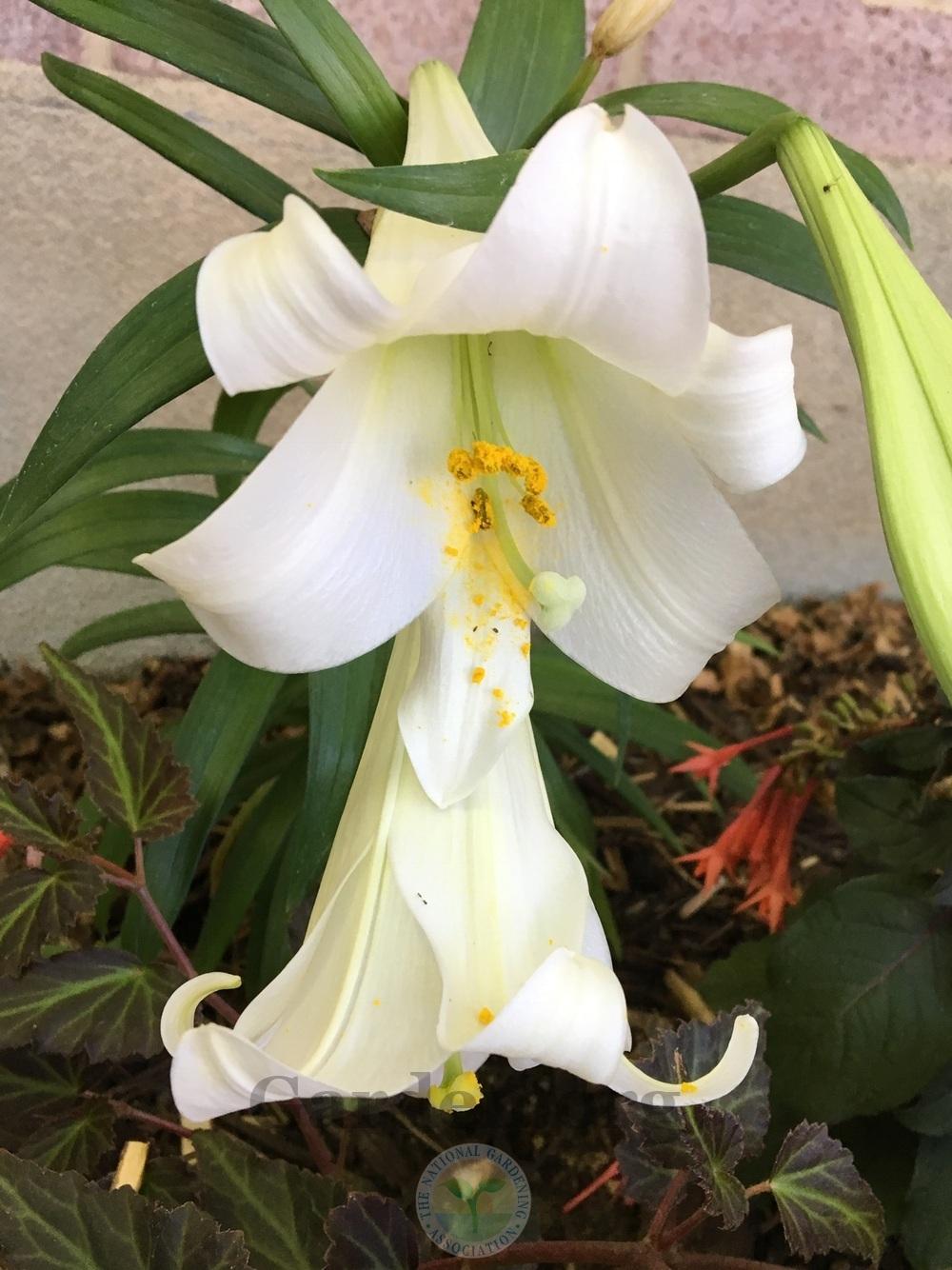Photo of Lily (Lilium longiflorum) uploaded by BlueOddish