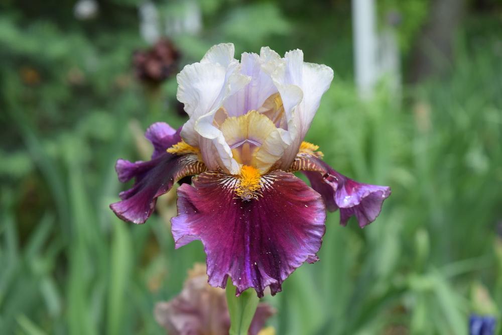 Photo of Tall Bearded Iris (Iris 'Dallas Done Right') uploaded by Dachsylady86