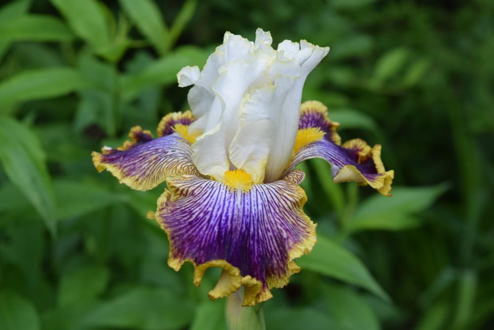 Photo of Tall Bearded Iris (Iris 'Patchwork Puzzle') uploaded by Dachsylady86