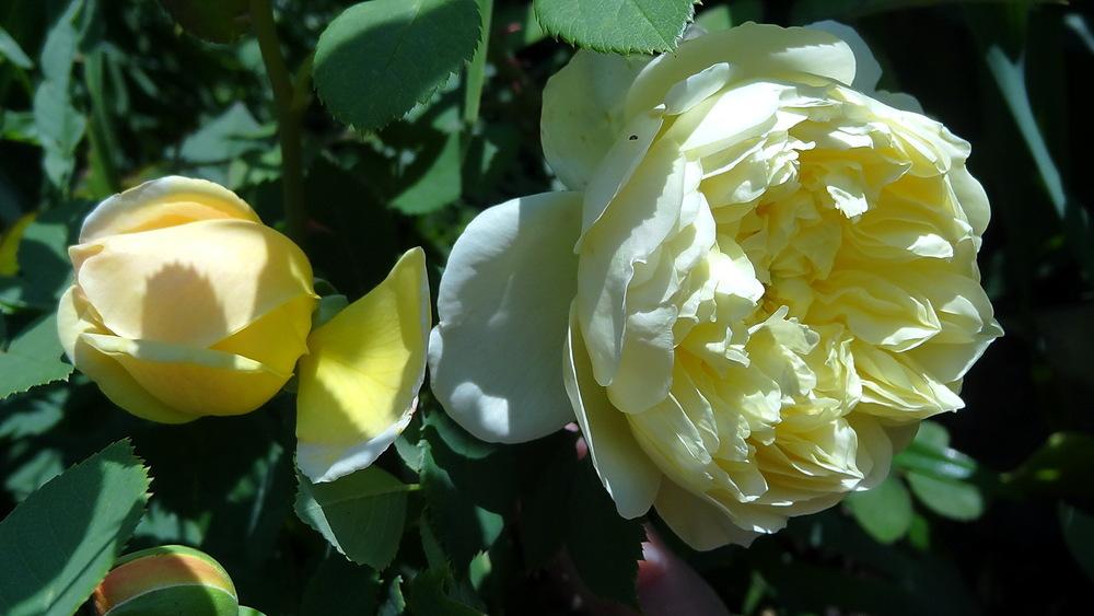 Photo of Rose (Rosa 'Charles Darwin') uploaded by Orsola