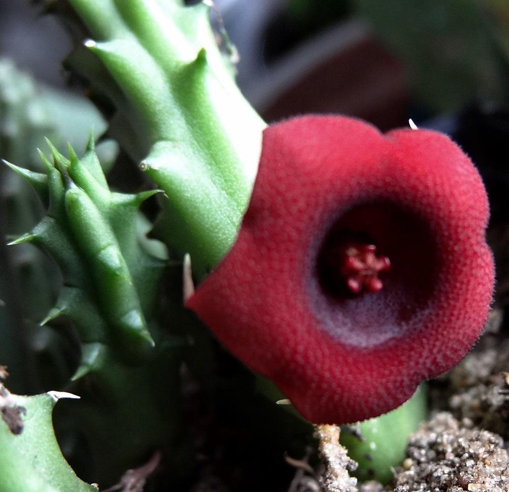 Photo of Huernia (Ceropegia 'Red Dragon Flower') uploaded by Orsola