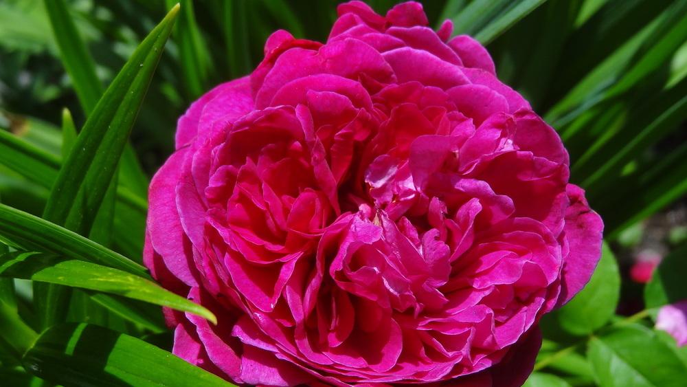 Photo of English Shrub Rose (Rosa 'Othello') uploaded by Orsola