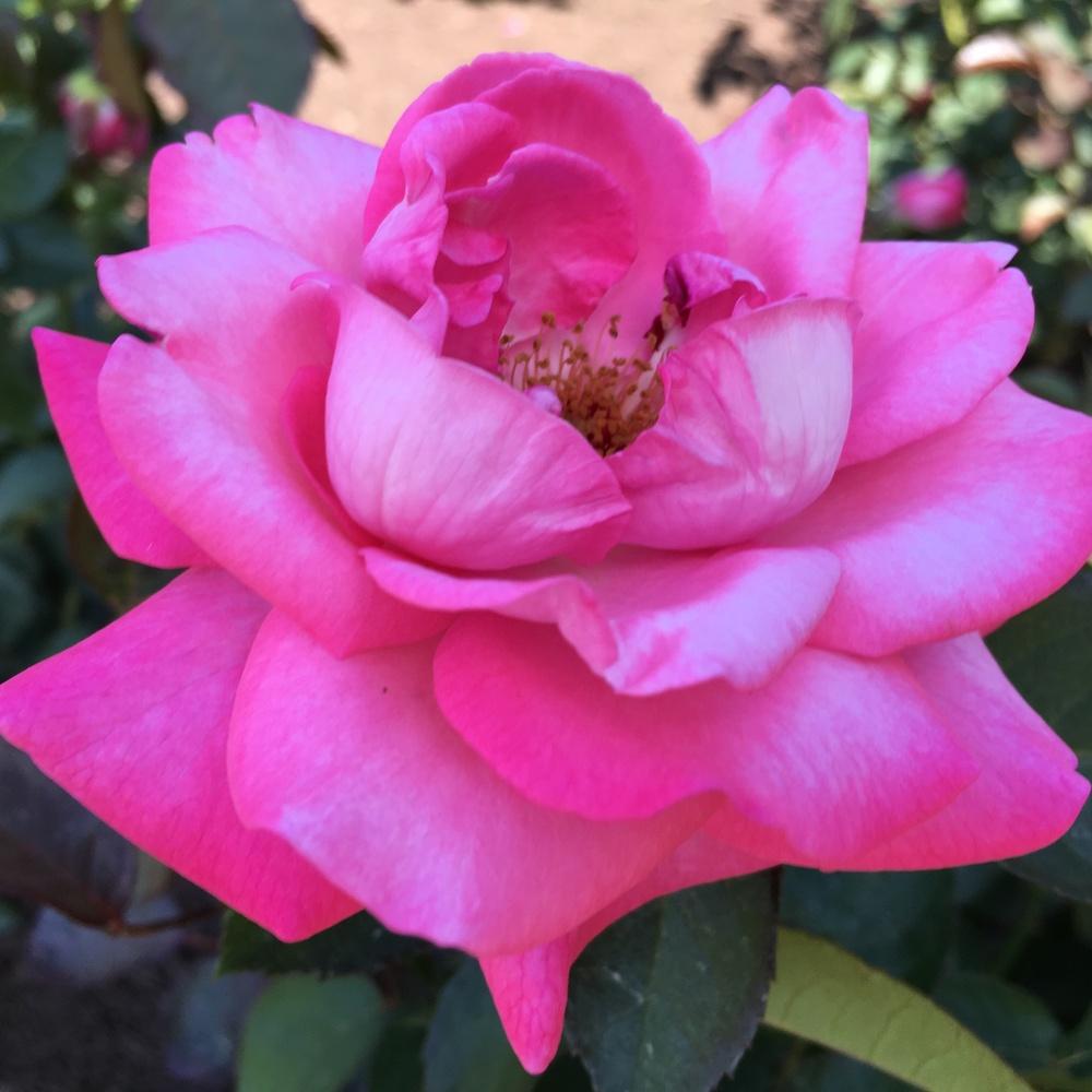 Photo of Rose (Rosa 'Eliza') uploaded by csandt