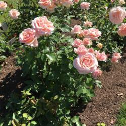 Location: Rose Garden, Elizabeth Park, Hartford, Connecticut, USA
Date: 2018-06-16