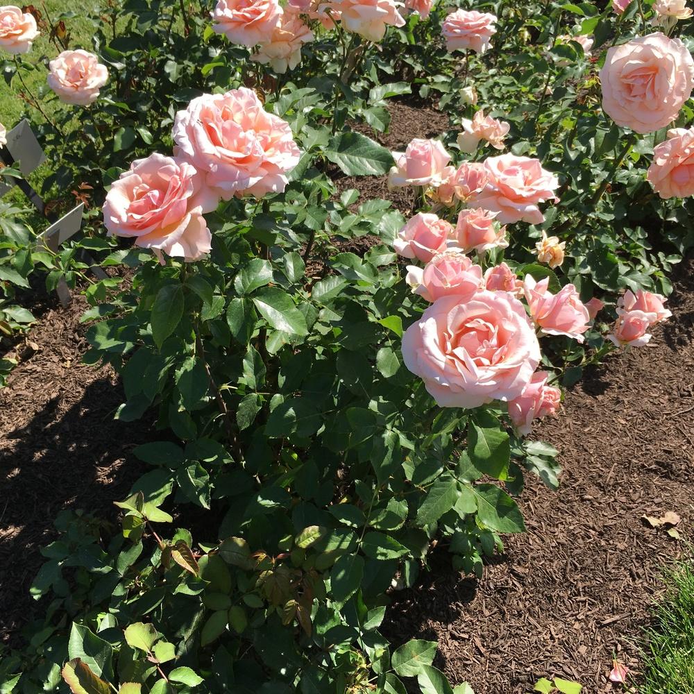 Photo of Rose (Rosa 'Mother of Pearl') uploaded by csandt