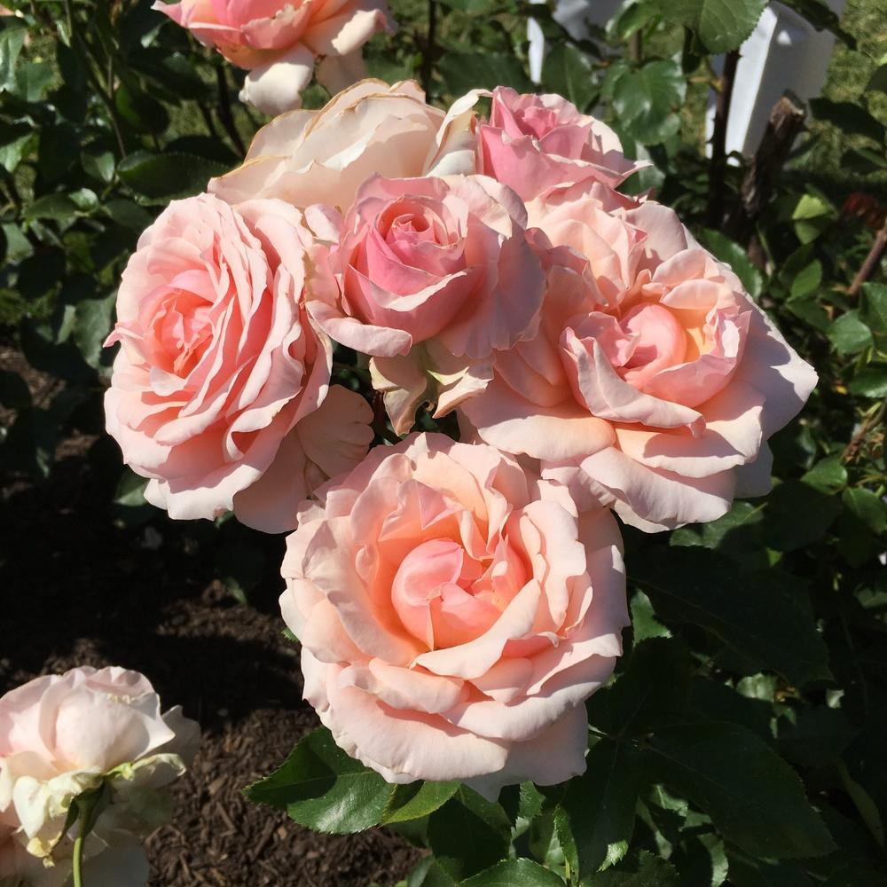 Photo of Rose (Rosa 'Mother of Pearl') uploaded by csandt