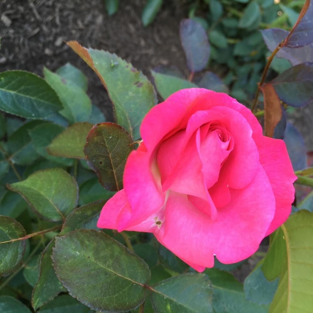 Photo of Rose (Rosa 'Eliza') uploaded by csandt