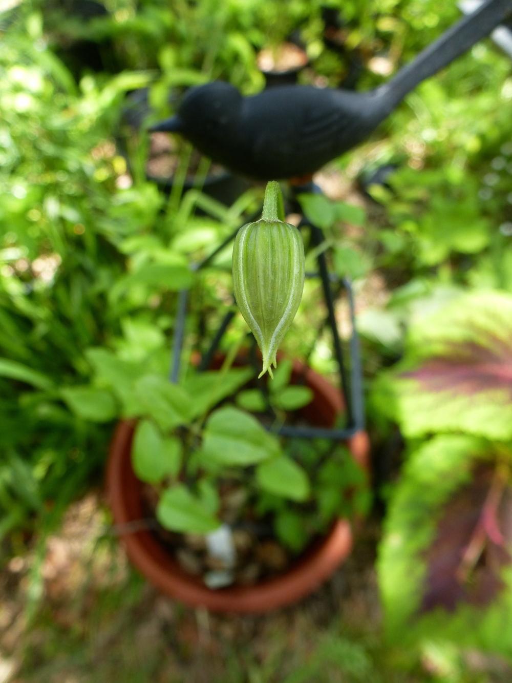 Photo of Clematis (Clematis crispa) uploaded by scvirginia