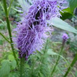 Location: Charleston, SC
Date: 2017-07-01
bulbs from Costco were simply labeled as 'Liatris'
