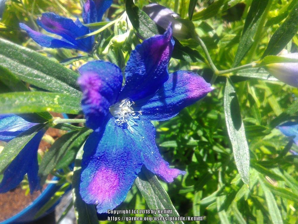 Photo of Dwarf Chinese Delphinium (Delphinium grandiflorum 'Blue Butterfly') uploaded by KelliW