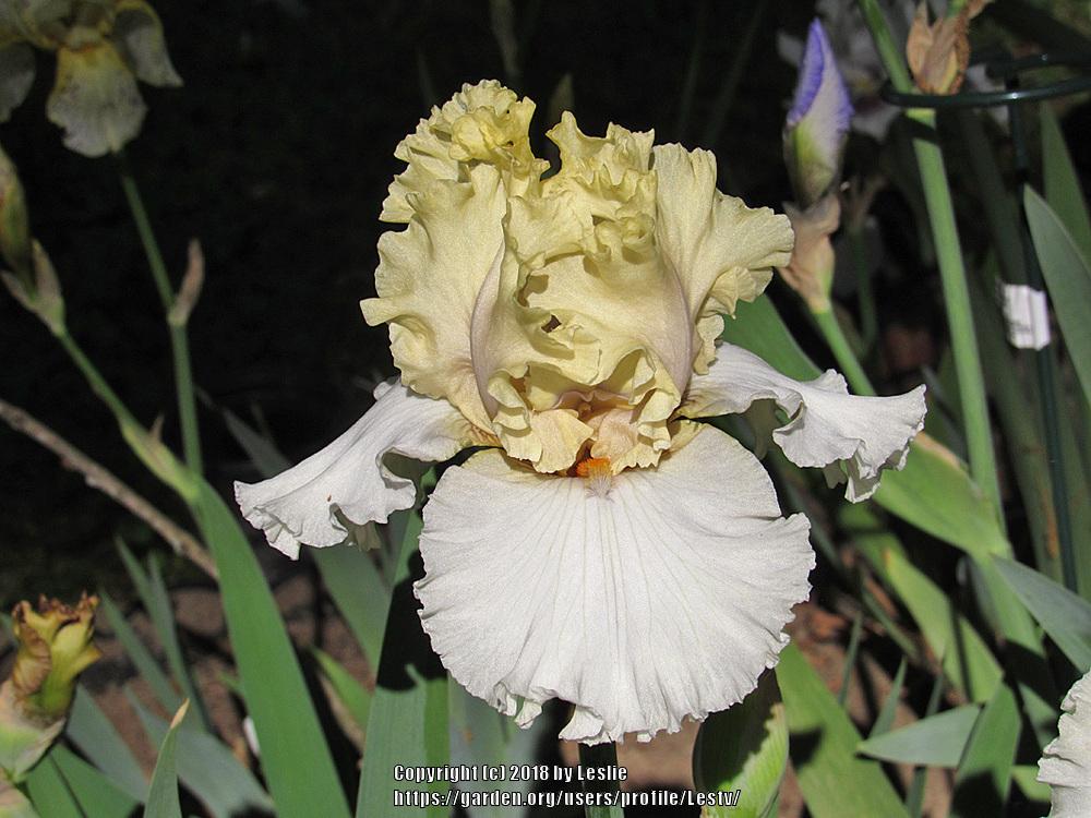 Photo of Tall Bearded Iris (Iris 'Frozen Margarita') uploaded by Lestv