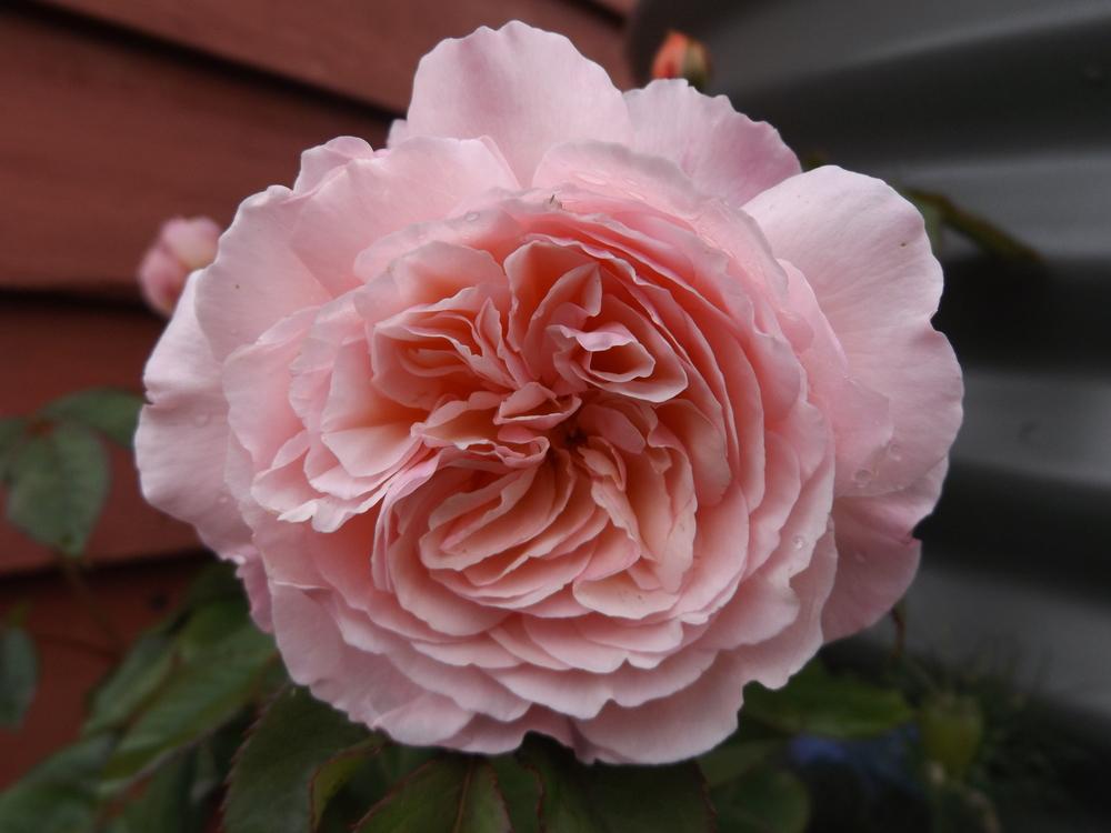 Photo of English Shrub Rose (Rosa 'A Shropshire Lad') uploaded by LolaTasmania