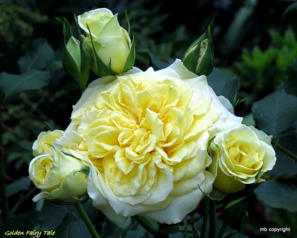 Photo of Rose (Rosa 'Golden Fairy Tale') uploaded by MargieNY