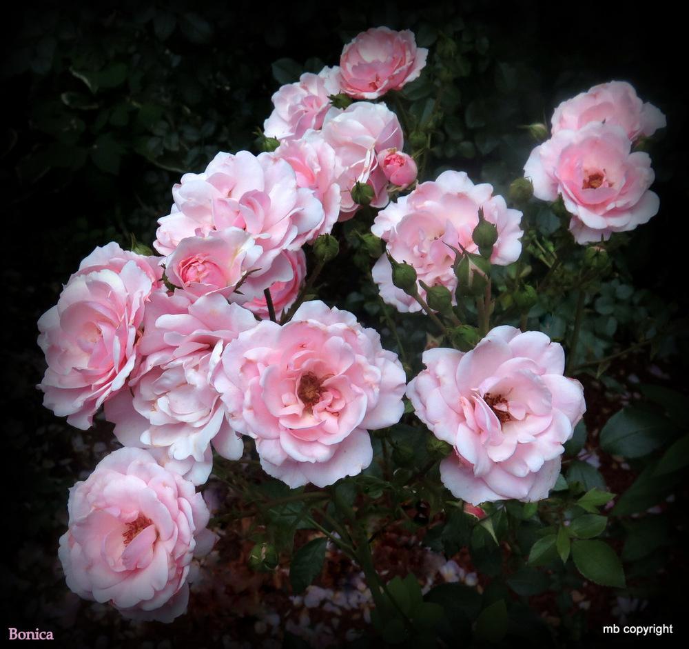 Photo of Shrub Rose (Rosa 'Bonica') uploaded by MargieNY