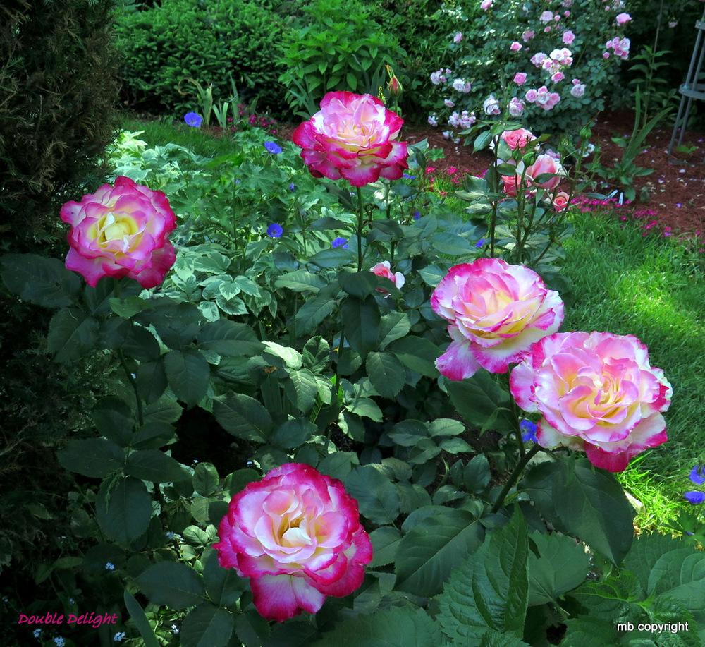 Photo of Hybrid Tea Rose (Rosa 'Double Delight') uploaded by MargieNY