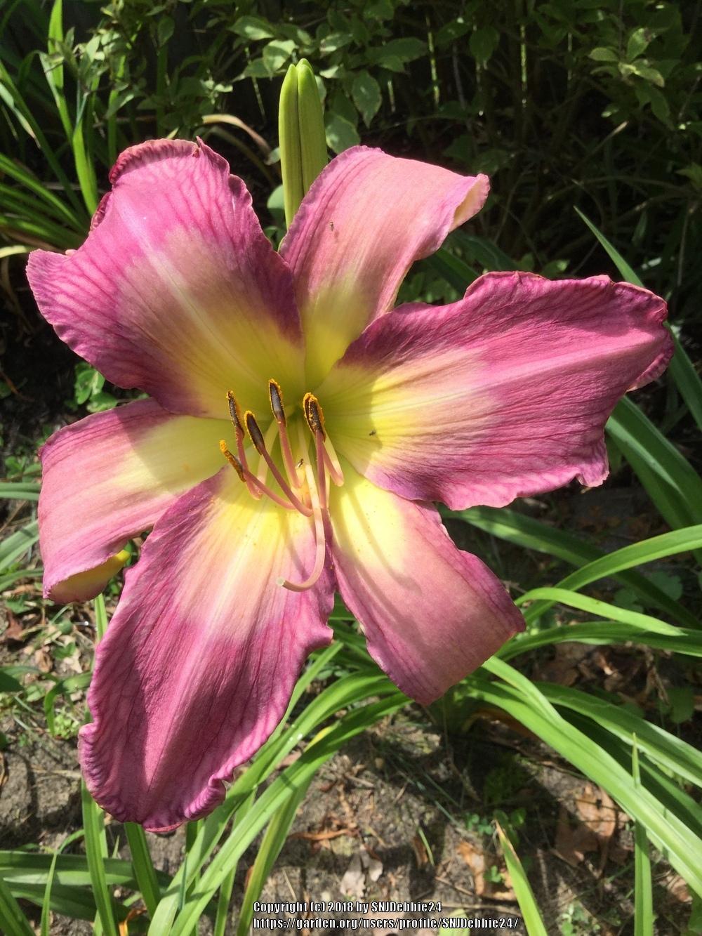 Photo of Daylily (Hemerocallis 'Odds and Ends') uploaded by SNJDebbie24