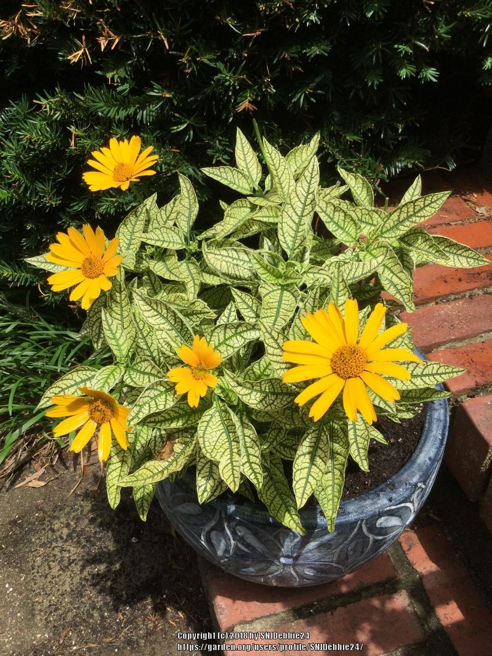 Photo of False Sunflower (Heliopsis helianthoides 'Sunstruck') uploaded by SNJDebbie24