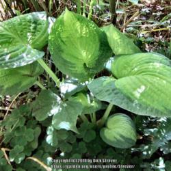 Location: Del Norte county, Ca. amongst the Redwoods
Date: 2018-06-23
brother Stefan with Trillium Ovatum
